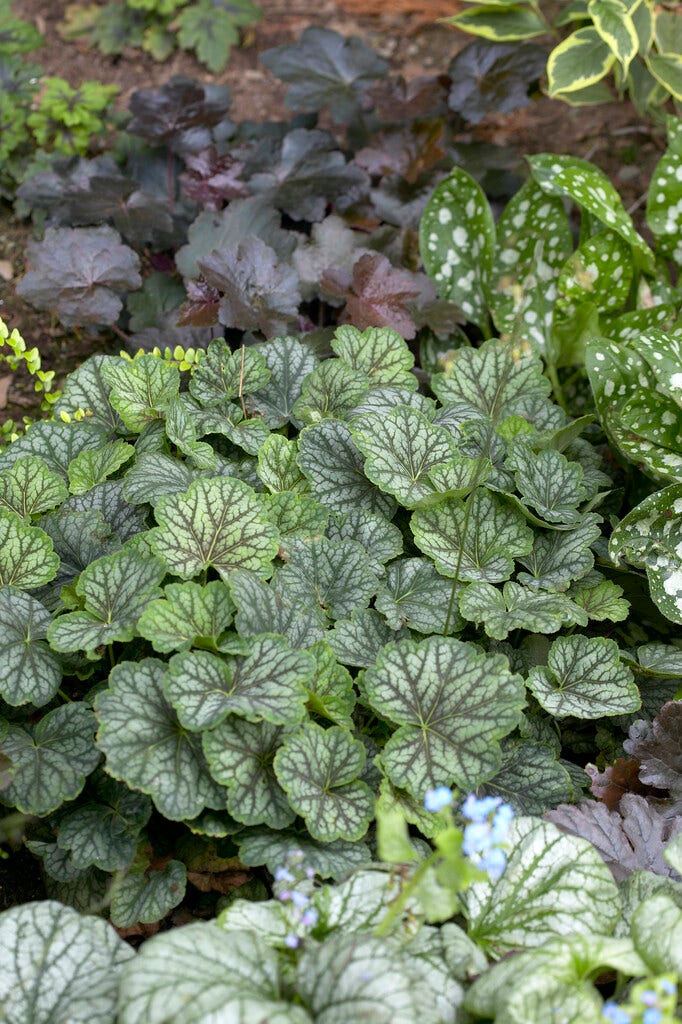 Purperklokje (Heuchera 'Green Spice')