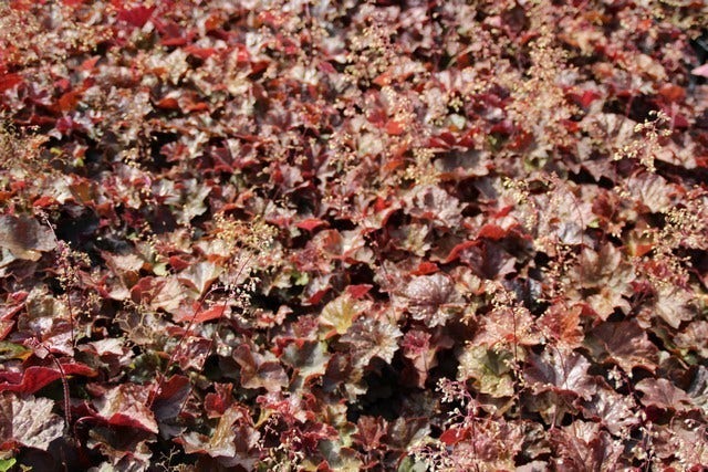  Purperklokje (Heuchera Micrantha 'Palace Purple')