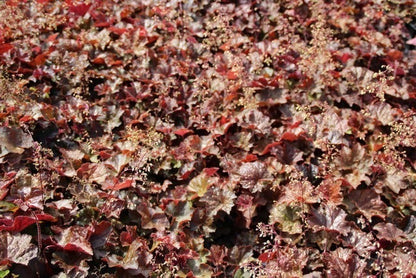  Purperklokje (Heuchera Micrantha 'Palace Purple')