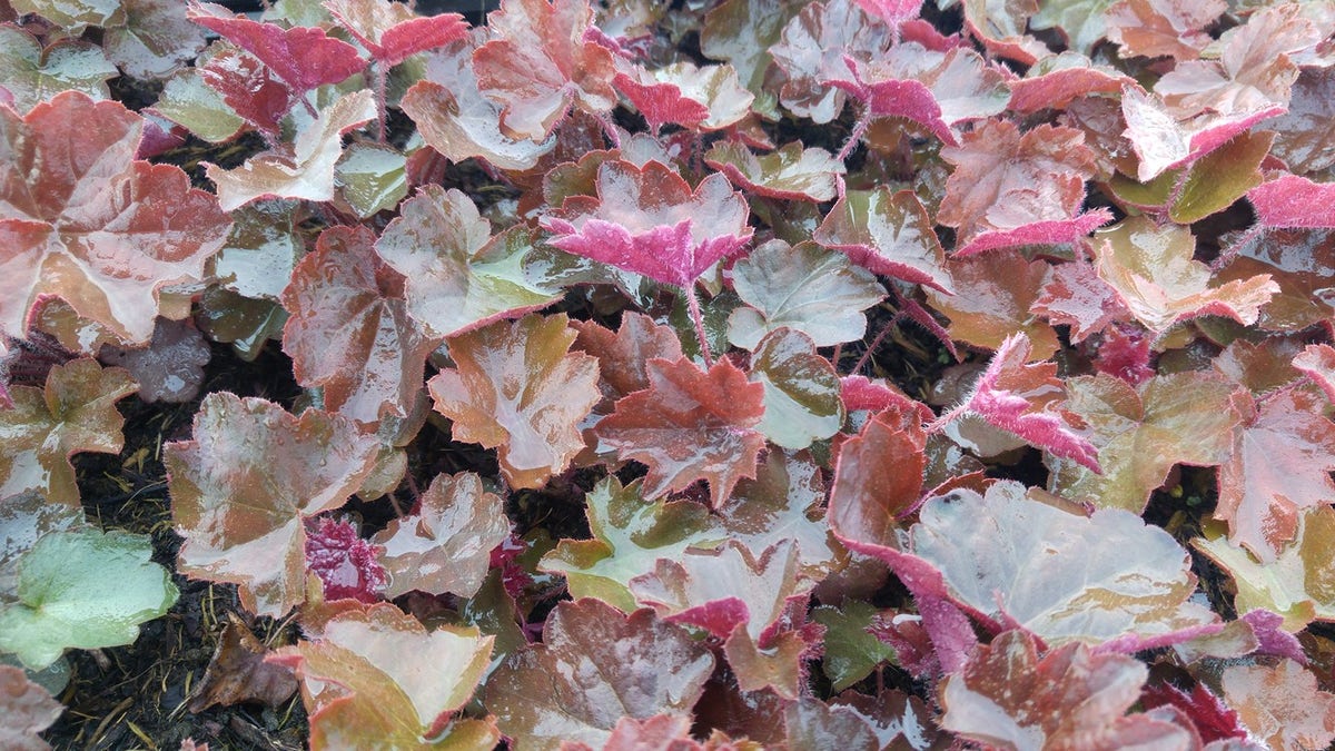  Purperklokje (Heuchera Micrantha 'Palace Purple')