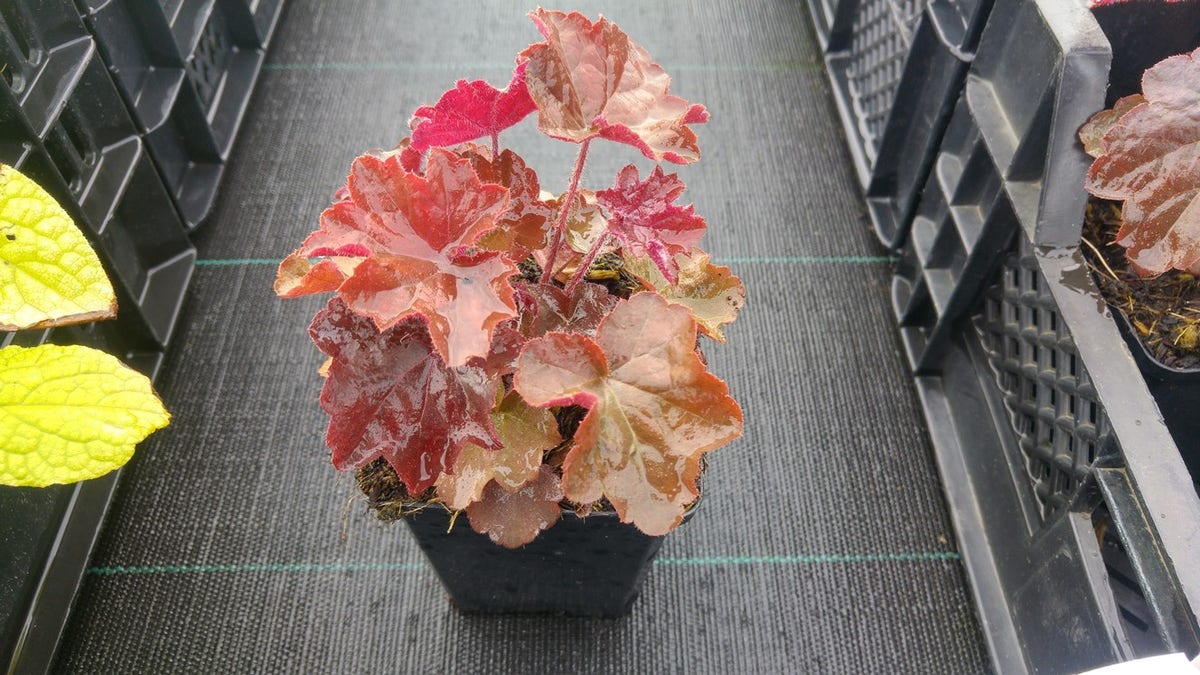  Purperklokje (Heuchera Micrantha 'Palace Purple')