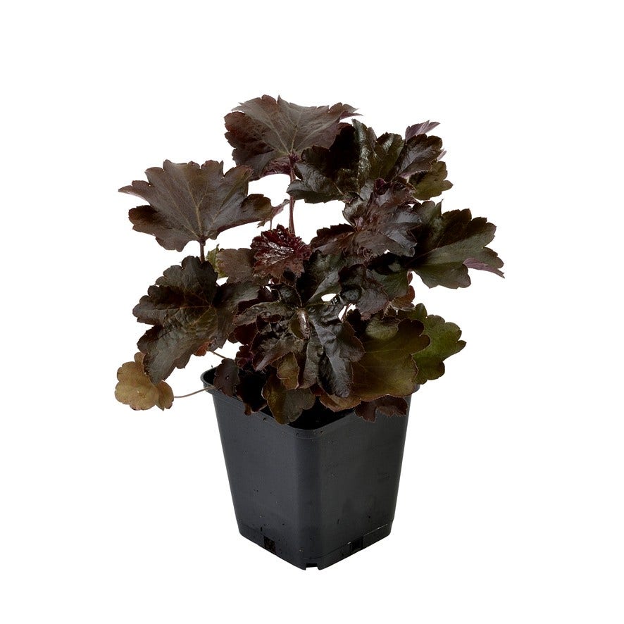  Purperklokje (Heuchera Micrantha 'Palace Purple')