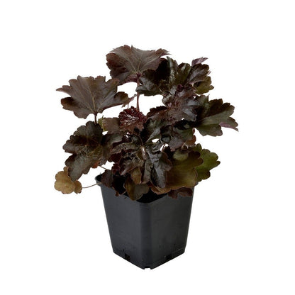  Purperklokje (Heuchera Micrantha 'Palace Purple')