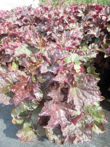  Purperklokje (Heuchera Micrantha 'Palace Purple')