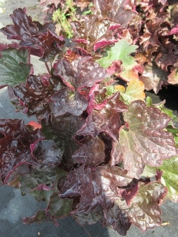  Purperklokje (Heuchera Micrantha 'Palace Purple')