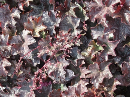  Purperklokje (Heuchera Micrantha 'Palace Purple')