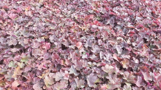  Purperklokje (Heuchera Micrantha 'Palace Purple')