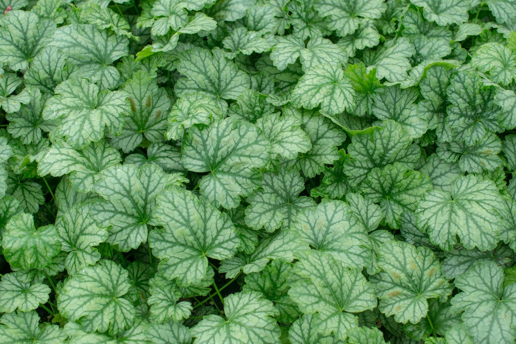  Purperklokje (Heuchera 'Paris')