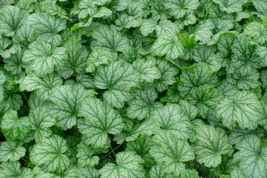  Purperklokje (Heuchera 'Paris')