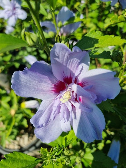  Altheastruik (Hibiscus Syriacus 'Blue Chiffon')