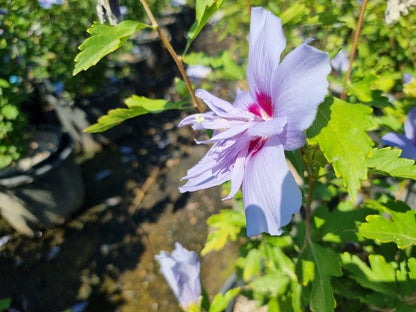  Altheastruik (Hibiscus Syriacus 'Blue Chiffon')