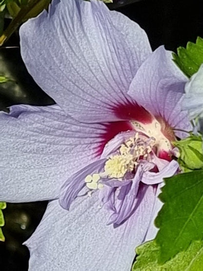  Altheastruik (Hibiscus Syriacus 'Blue Chiffon')