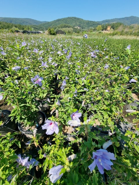  Altheastruik (Hibiscus Syriacus 'Blue Chiffon')