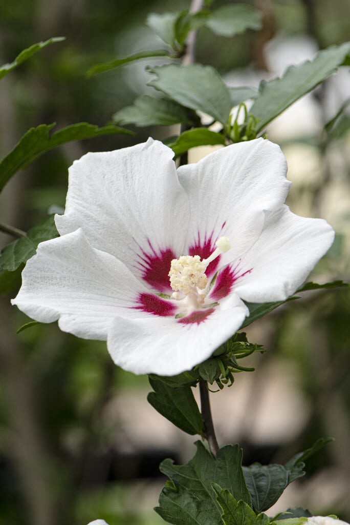  Altheastruik Als Boom (Hibiscus Syriacus 'Red Heart')