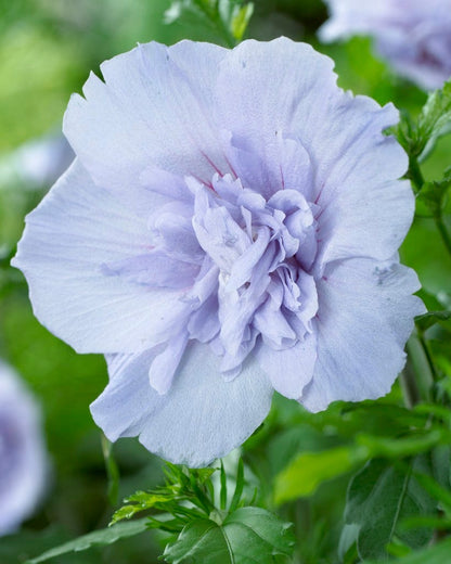  Altheastruik (Hibiscus Syriacus 'Blue Chiffon')