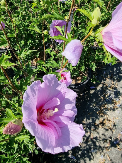  Altheastruik (Hibiscus Syriacus 'Lavender Chiffon')