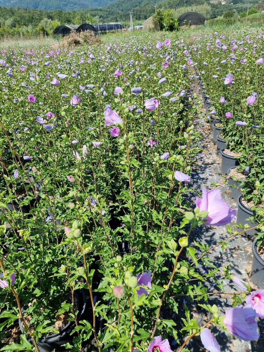  Altheastruik (Hibiscus Syriacus 'Lavender Chiffon')