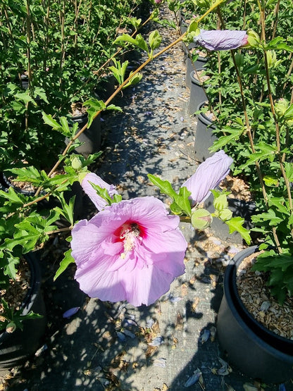  Altheastruik (Hibiscus Syriacus 'Lavender Chiffon')