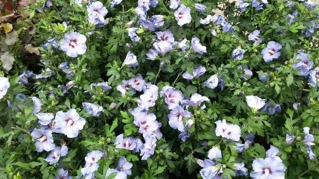  Altheastruik (Hibiscus Syriacus 'Oiseau Bleu')