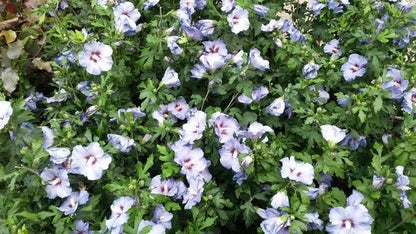  Altheastruik (Hibiscus Syriacus 'Oiseau Bleu')