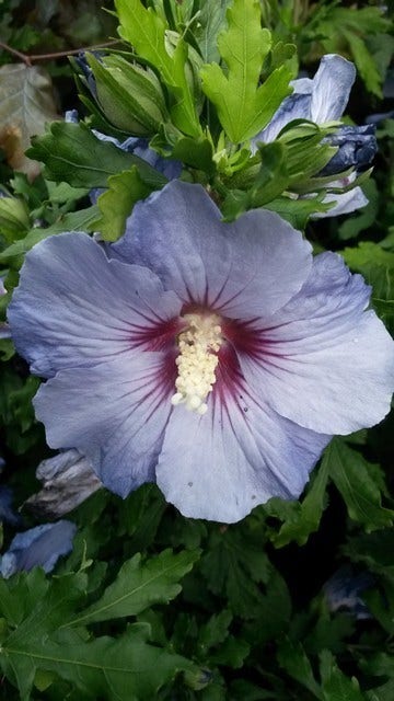  Altheastruik (Hibiscus Syriacus 'Oiseau Bleu')
