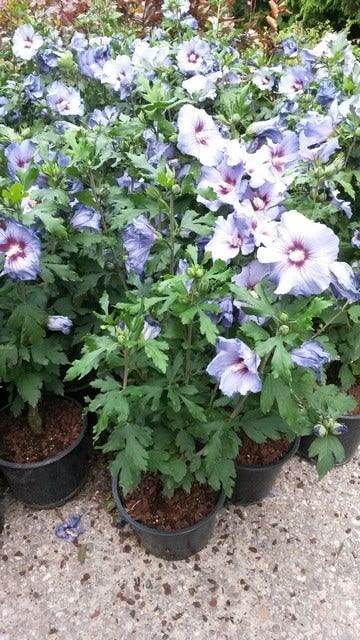  Altheastruik (Hibiscus Syriacus 'Oiseau Bleu')