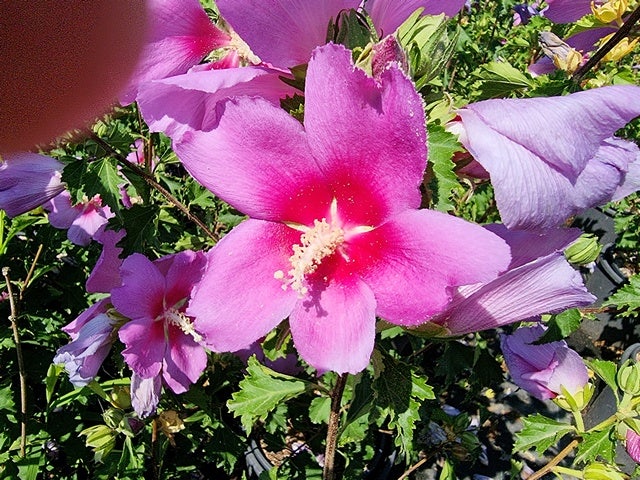 Altheastruik (Hibiscus Syriacus 'Rose Moon')