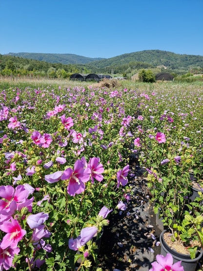  Altheastruik (Hibiscus Syriacus 'Rose Moon')