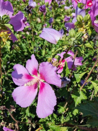 Altheastruik (Hibiscus Syriacus 'Rose Moon')
