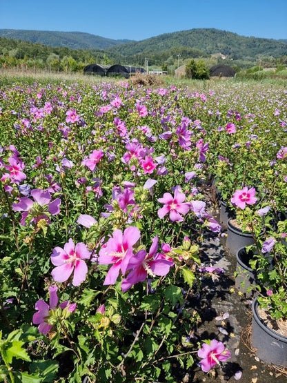  Altheastruik (Hibiscus Syriacus 'Rose Moon')