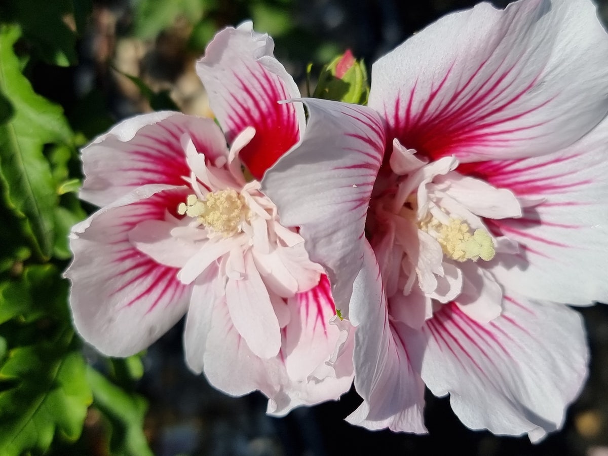  Altheastruik (Hibiscus Syriacus 'Starburst Chiffon')
