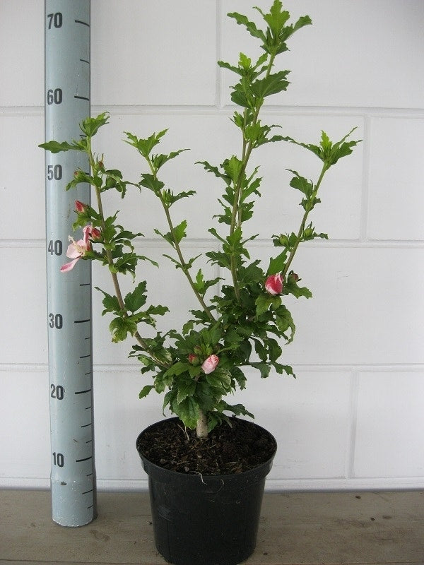  Altheastruik (Hibiscus Syriacus 'Hamabo')