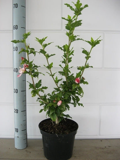  Altheastruik (Hibiscus Syriacus 'Hamabo')
