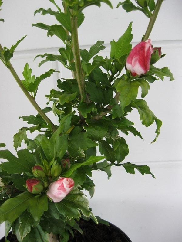  Altheastruik (Hibiscus Syriacus 'Hamabo')