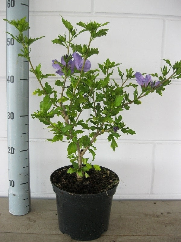 Altheastruik (Hibiscus Syriacus 'Oiseau Bleu')