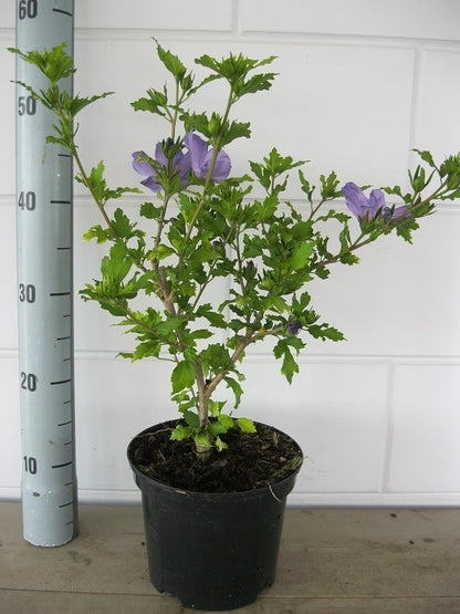  Altheastruik (Hibiscus Syriacus 'Oiseau Bleu')
