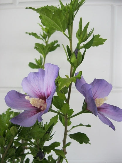  Altheastruik (Hibiscus Syriacus 'Oiseau Bleu')
