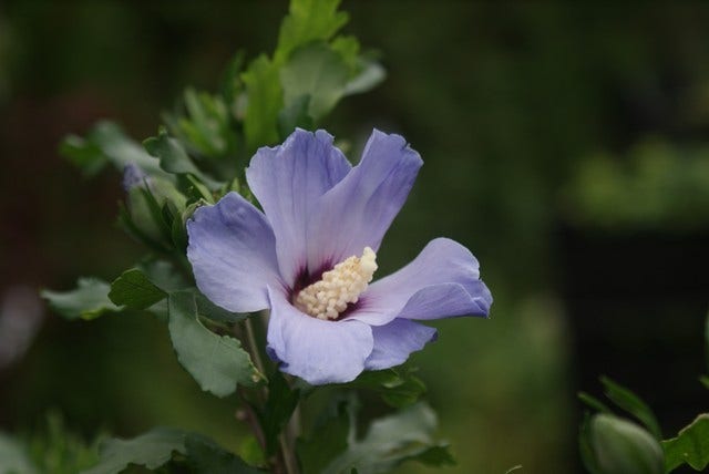  Altheastruik Op Stam (Hibiscus Syriacus 'Oiseau Blue')