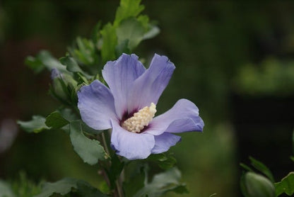  Altheastruik Op Stam (Hibiscus Syriacus 'Oiseau Blue')