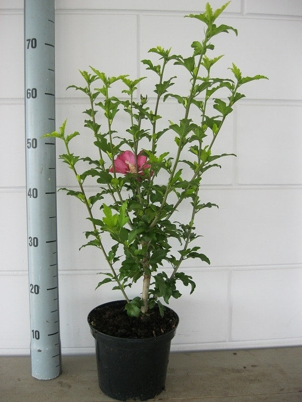  Altheastruik (Hibiscus Syriacus 'Woodbridge')
