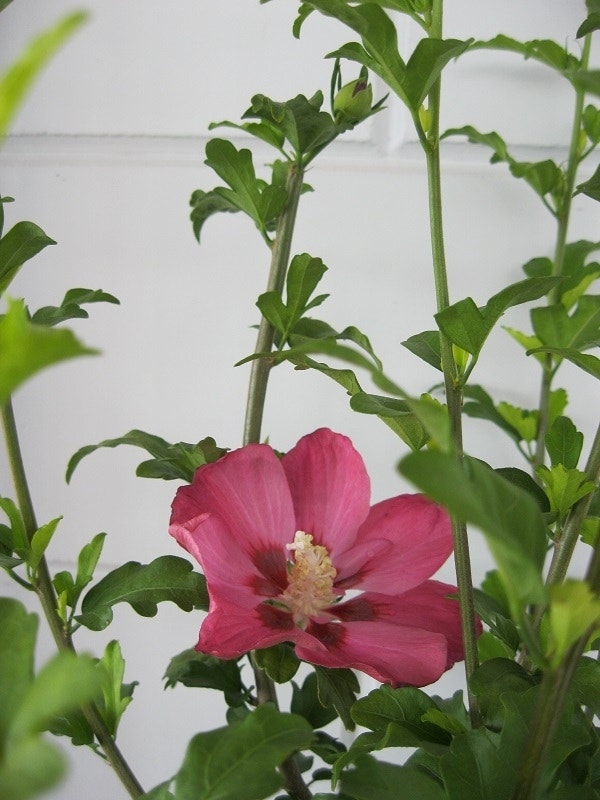  Altheastruik (Hibiscus Syriacus 'Woodbridge')