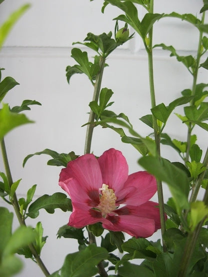  Altheastruik (Hibiscus Syriacus 'Woodbridge')