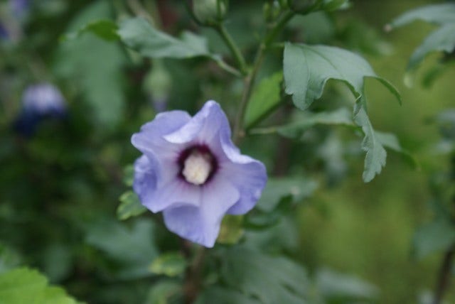  Altheastruik Op Stam (Hibiscus Syriacus 'Oiseau Blue')