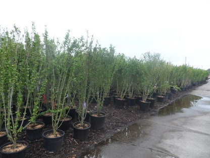  Altheastruik (Hibiscus Syriacus 'Totus Albus')