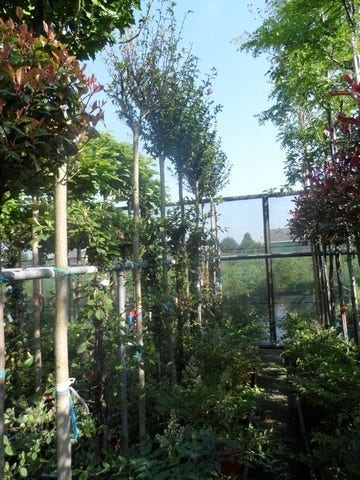  Altheastruik Als Boom (Hibiscus Syriacus 'Oiseau Blue')