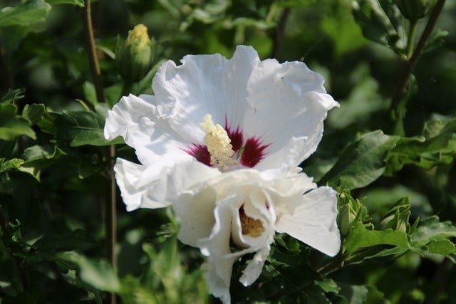  Altheastruik Op Stam (Hibiscus Syriacus 'Red Heart')