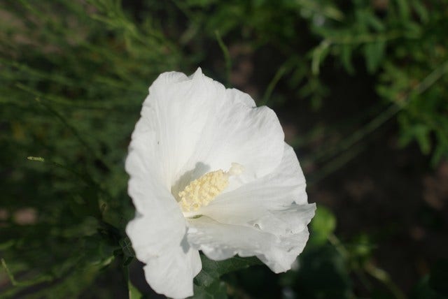  Altheastruik (Hibiscus Syriacus 'Totus Albus')
