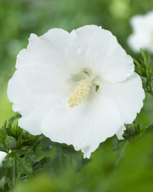  Altheastruik Op Stam (Hibiscus Syriacus 'William R. Smith')