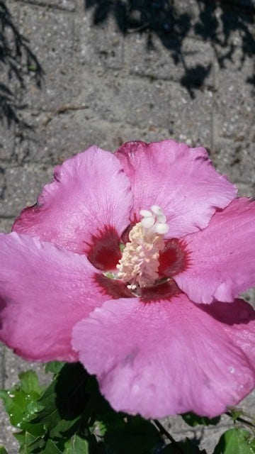  Altheastruik Op Stam (Hibiscus Syriacus 'Woodbridge')