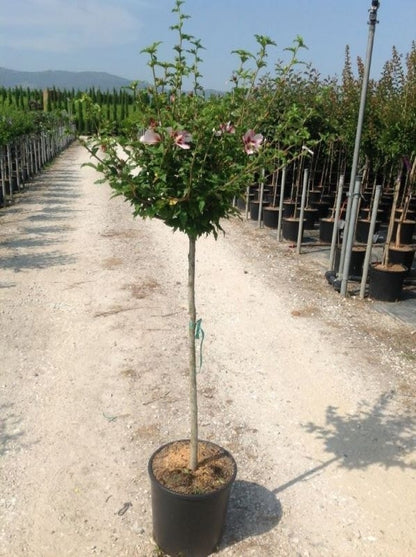  Altheastruik Als Halfstam (Hibiscus Syriacus 'Hamabo')